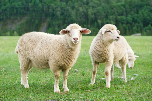 羊 の英語 ヤギとの違いや絶対に押さえたい５つの基礎