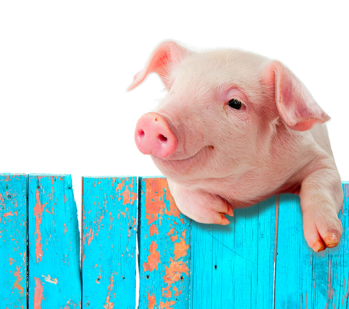 豚 の英語 豚肉や食用では違う英語 面白い９個の表現 マイスキ英語