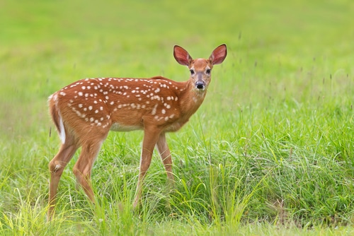 鹿 の英語 発音とネイティブが会話で良く使う６つの表現 マイスキ英語