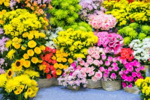 花 の英語 ５０個以上 花の種類や関連する表現一覧 マイスキ英語