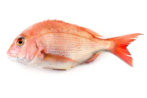 Norio on Wine and Food: Simmered whole Vermilion snapper 鯛の煮付け