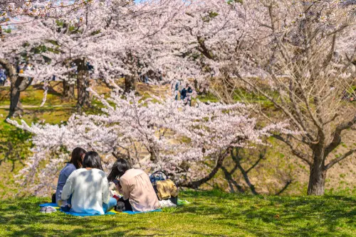 桜 の英語 正しい発音と説明に使える個の関連表現や例文 マイスキ英語