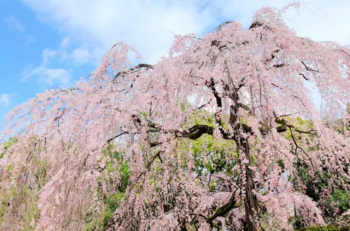 桜 の英語 正しい発音と説明に使える個の関連表現や例文 マイスキ英語