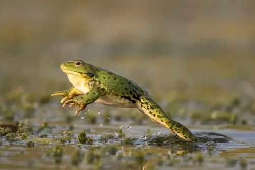 ２つある蛙 カエル の英語の違い 発音や鳴き声 関連英語とことわざ マイスキ英語