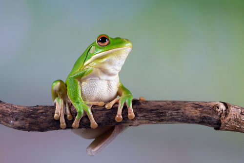 ２つある蛙（カエル）の英語の違い｜発音や鳴き声・関連英語とことわざ