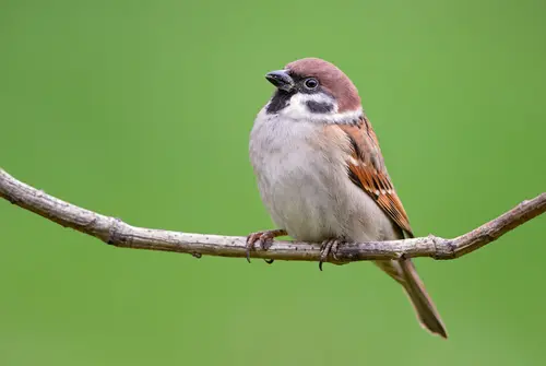 スズメ 雀 の英語 正しい発音や3つのことわざも習得しよう マイスキ英語