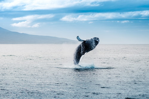 クジラ 鯨 の英語 発音 複数形 種類や15個の関連英語 スラングなど マイスキ英語